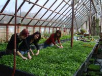 Агробиостанция ЧГПУ реализует рассаду овощных и цветочных культур