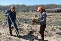 Студенты ЧГПУ приняли участие в акции «Всероссийский день посадки леса»