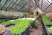 Агробиостанция ЧГПУ реализует рассаду комнатных и садовых растений